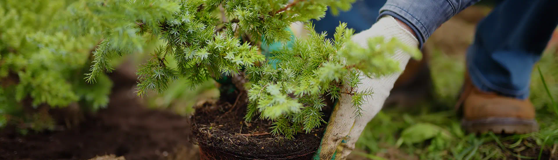 Abbattimento alberi e piantumazioni