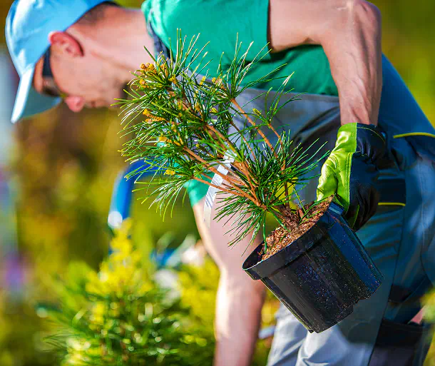 Rinnova verde con piantumazioni