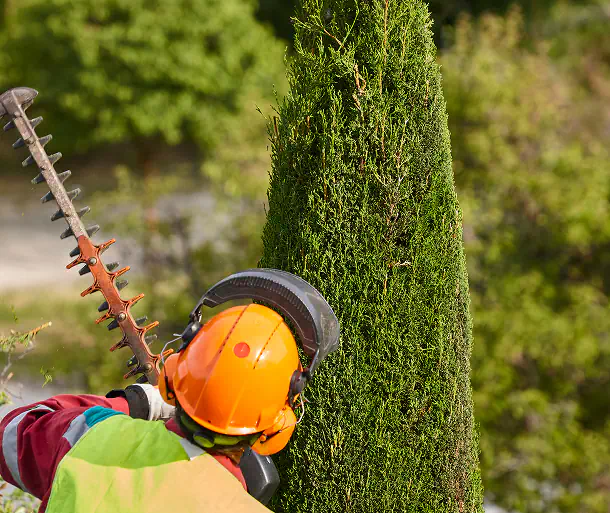 Perche affidarci manutenzione giardino